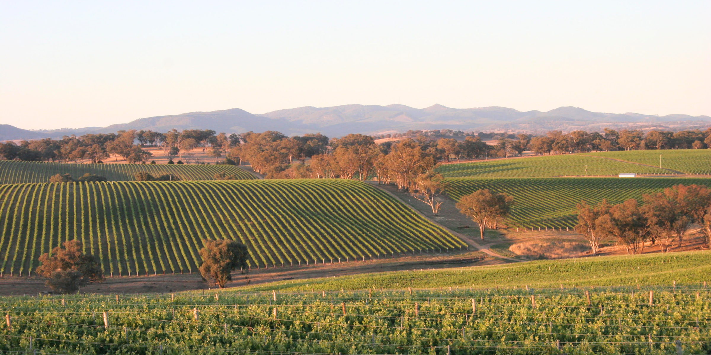 Can you explain the history of Chardonnay in Mudgee?